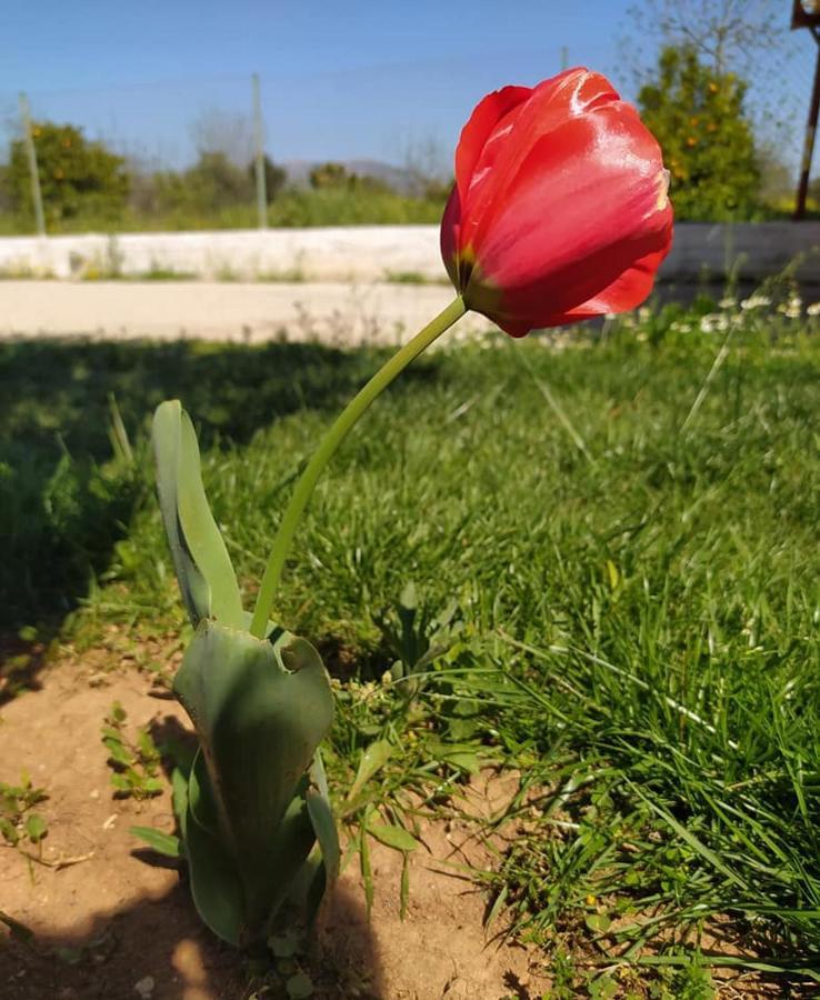Ktima Anastasia Nauplion Buitenkant foto